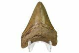 Serrated, Fossil Megalodon Tooth - Georgia #159746-2